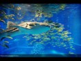 /album/galerie-photos/aquarium-2-jpg-jpg/